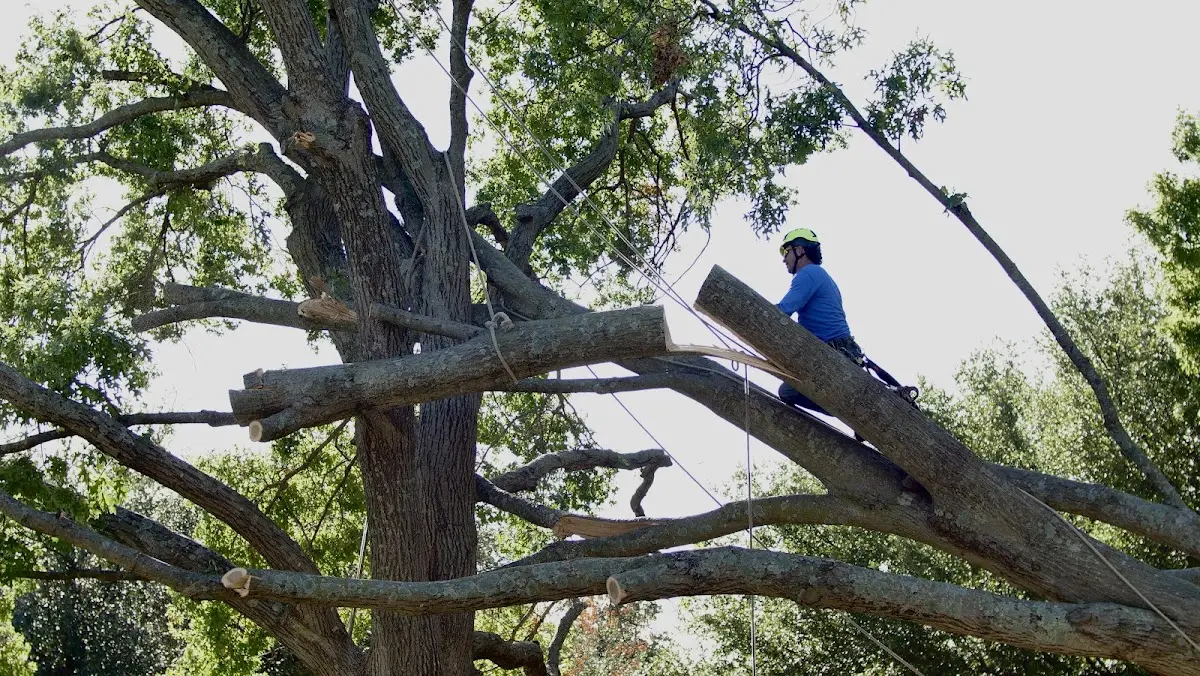 Professional Crown Thinning performed by certified arborists in Cobb Island