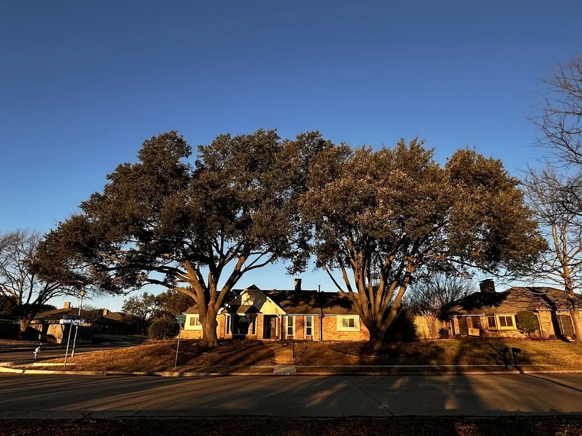 Established residential canopy tree shading a home in Cobb Island
