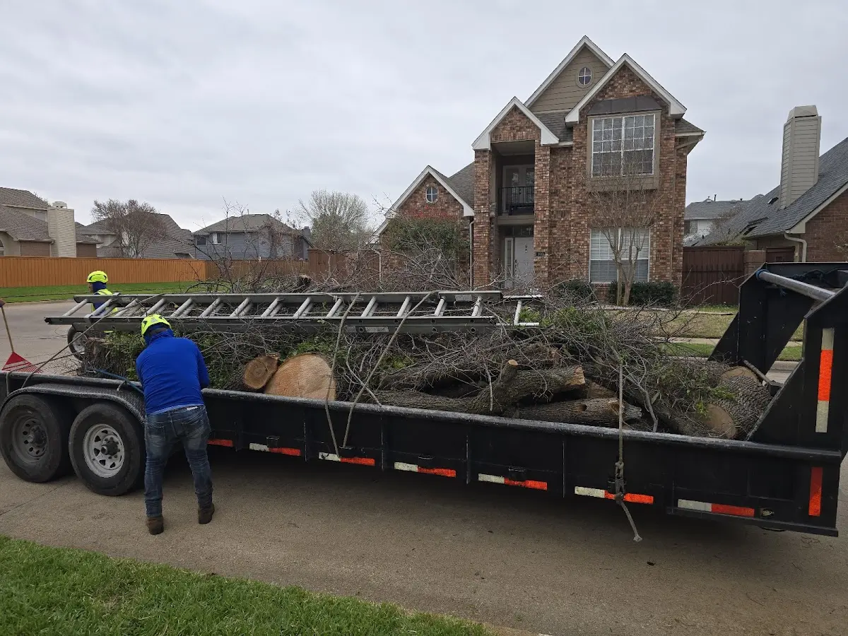 Expert Tree Removal with proper safety equipment in Cobb Island